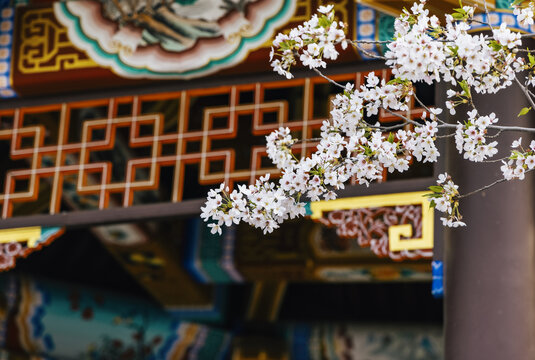中国古代亭子和盛开的海棠花