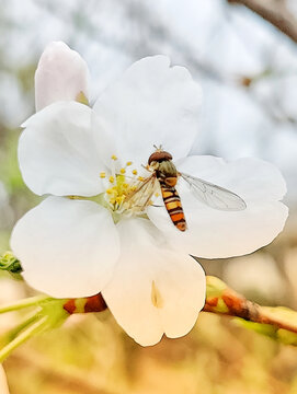 樱花