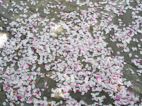海棠花瓣
