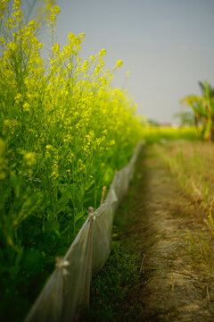 油菜花田旁的小路