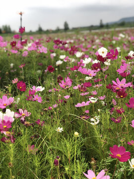 路边小菊花