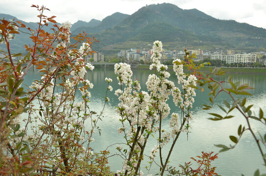 湖边海棠