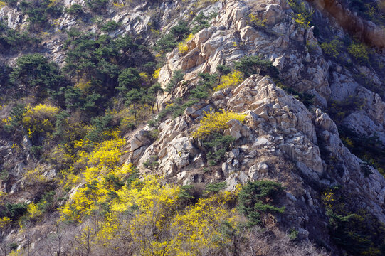 高山连翘花