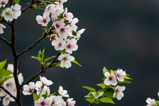 樱花