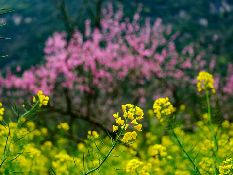 春天的油菜花桃花