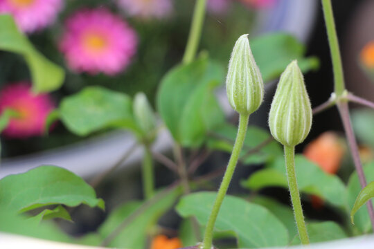 藤本花卉皇后铁线莲