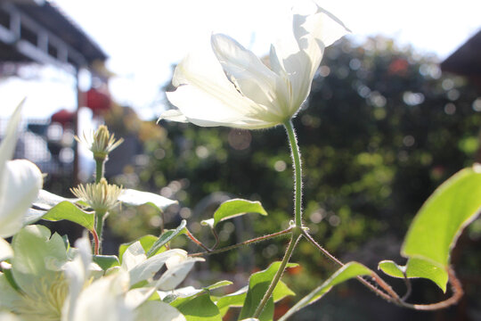 藤本花卉皇后铁线莲