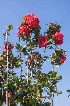 山茶花枝