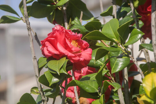 红山茶花