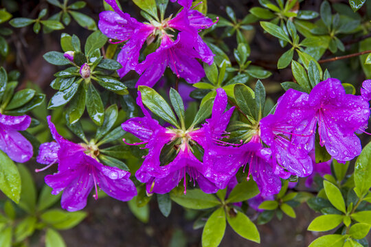 春天雨季盛开的杜鹃花