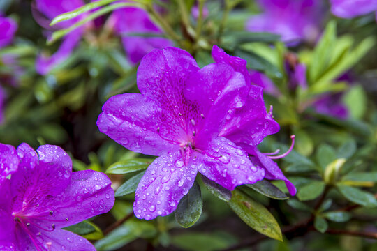 春天雨季盛开的杜鹃花