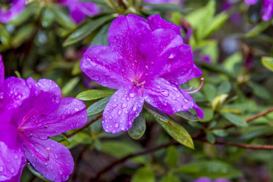 春天雨季盛开的杜鹃花