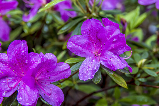 春天雨季盛开的杜鹃花