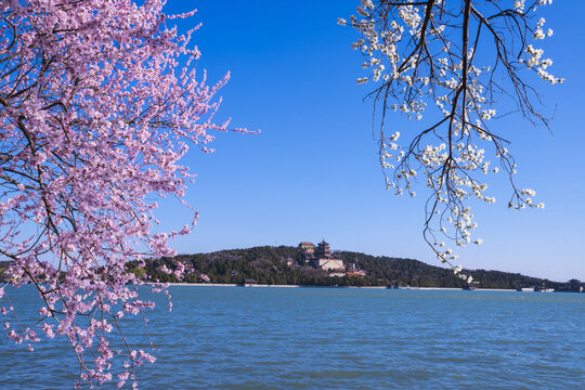 西提山桃花