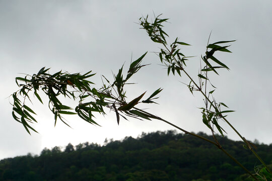 竹枝