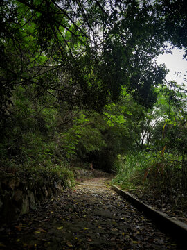 丛林之中林间小路