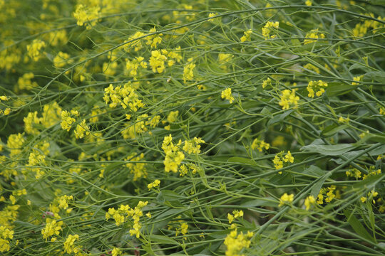 春天的油菜花