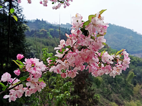 盛开的樱花