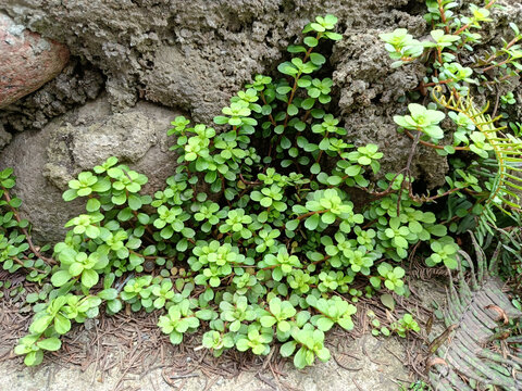 野菜植物凹叶景天