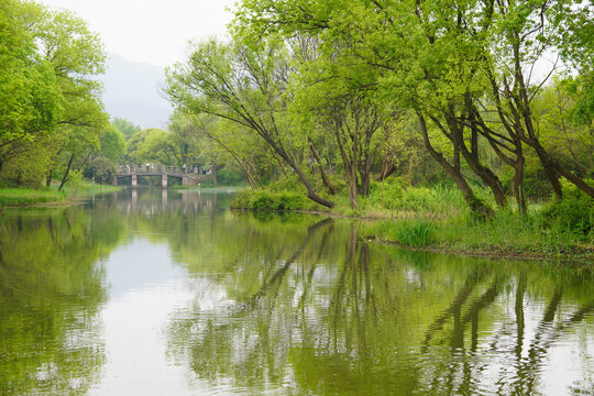 湿地公园中的树