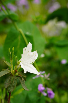 杜鹃花