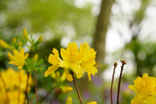 杜鹃花