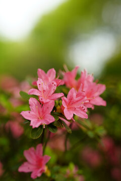 玫粉色杜鹃花