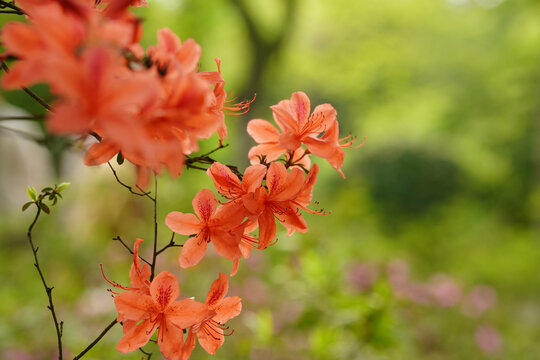 红色杜鹃花