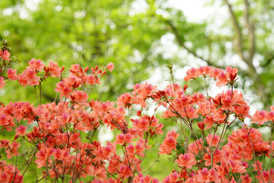 红色杜鹃花