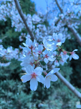 东京樱花白色