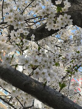 东京樱花白色