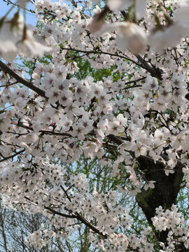 东京樱花白色