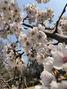 东京樱花白色花枝