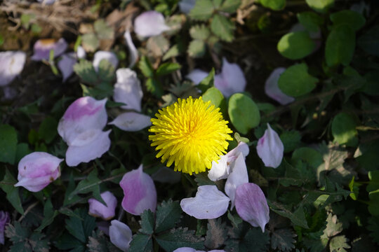 黄色小花