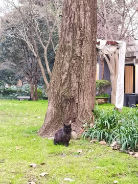 杭州西湖黑猫