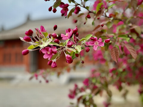 北大校园春花争艳