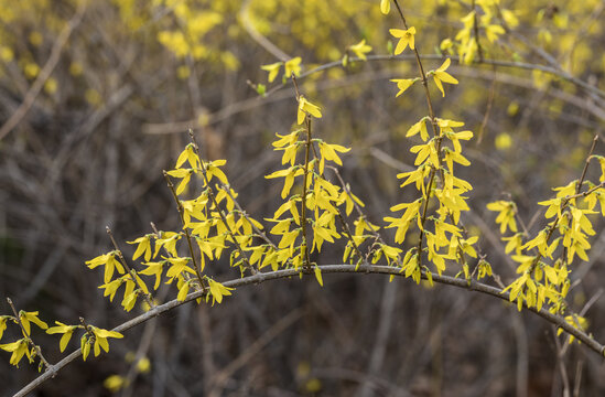 连翘花