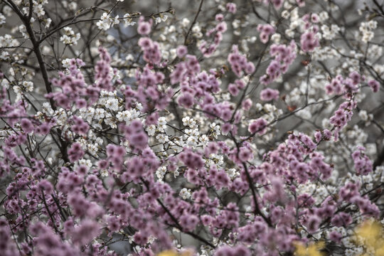 春天的花