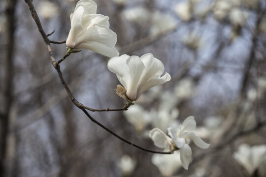 白玉兰花