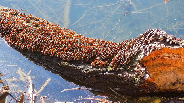 倒木上的蘑菇