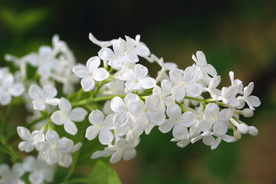 丁香花