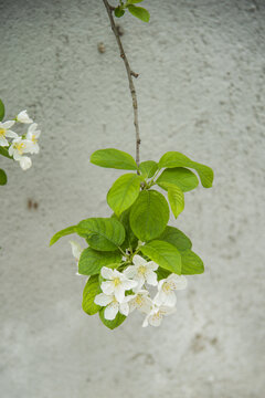 苹果花