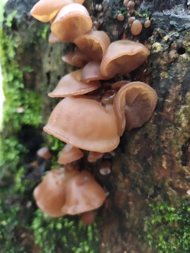 野生木耳特写