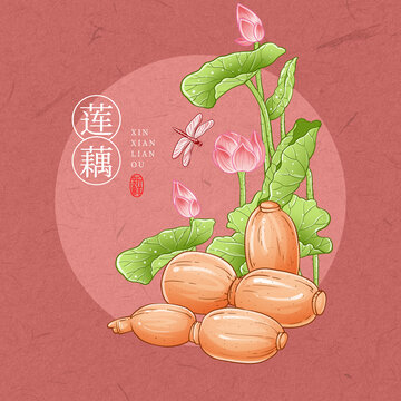 蓮藕插畫