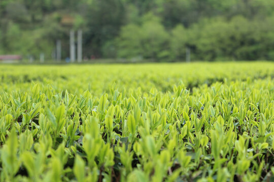 茶叶