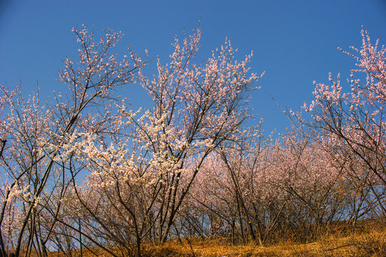 春暖花开