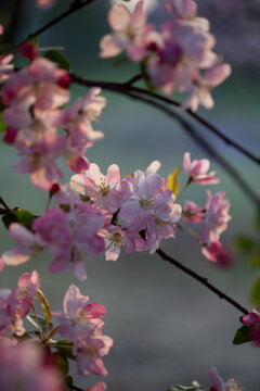 西府海棠花