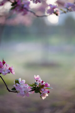 西府海棠花图片