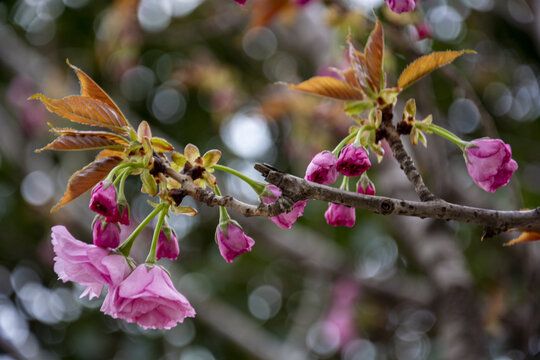 樱花