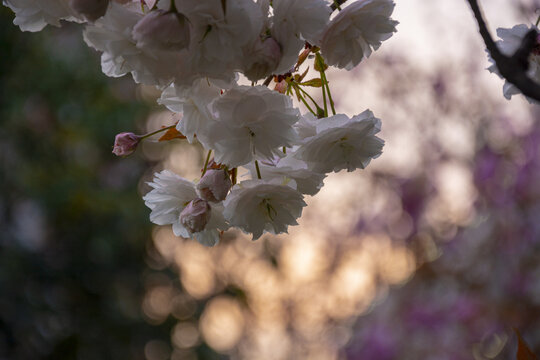 樱花